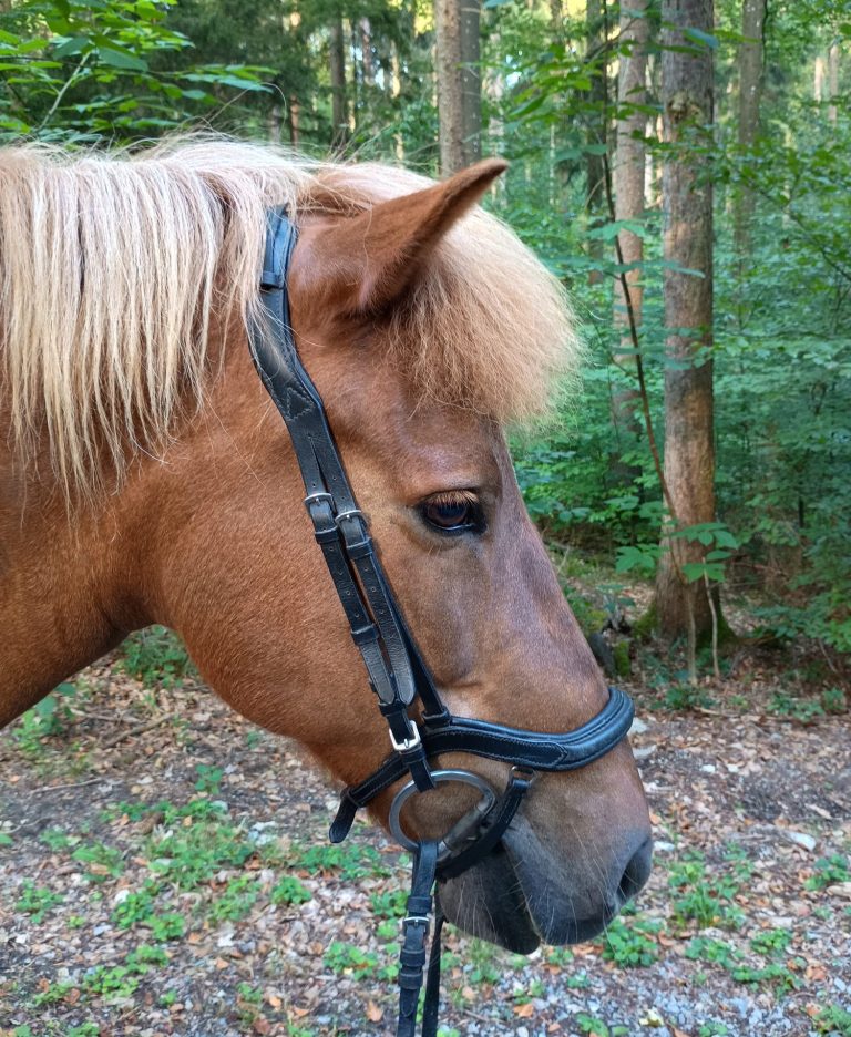 Islandpferd